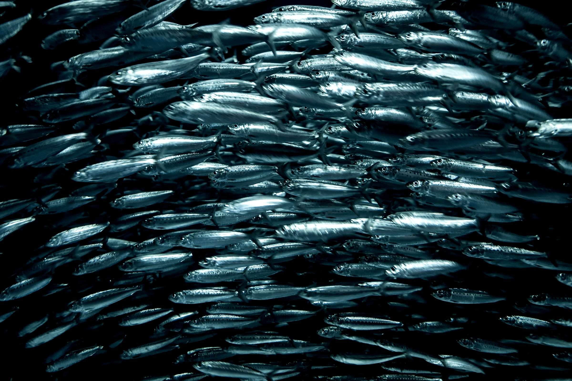 🏰 노보리베쓰 마린파크 닉스 이미지 4